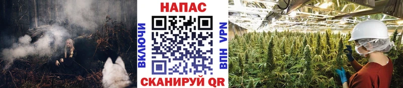 купить цена Новая Ладога Бошки марихуана конопля